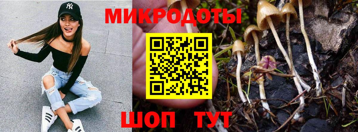 Псилоцибиновые грибы Psilocybine cubensis Кириши