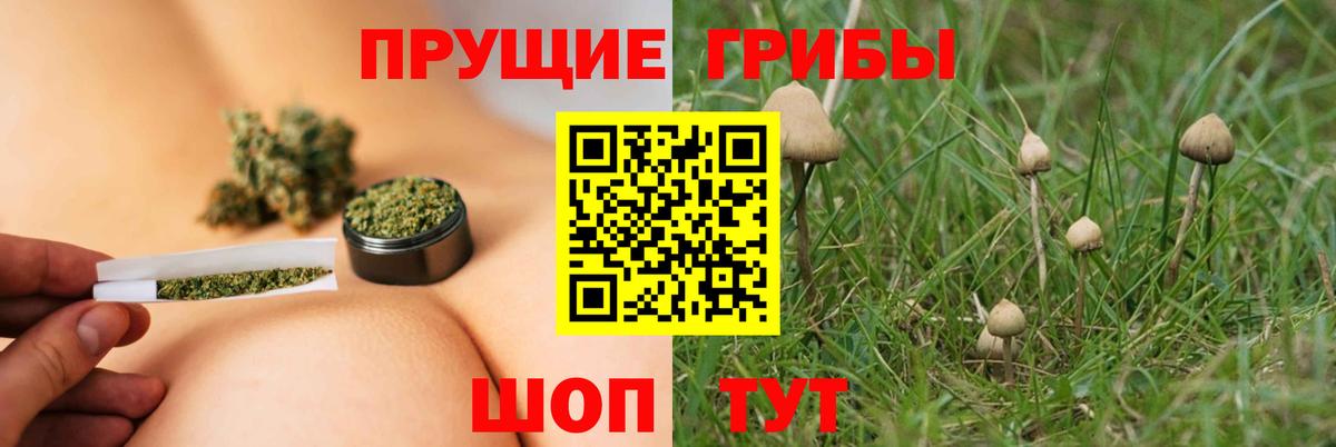Кириши  Псилоцибиновые грибы Cubensis  Вход с VPN 